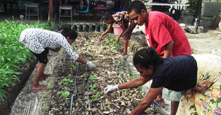 Growing nutritious food in a home garden